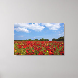Ein Feld voll der roten Blumen Leinwanddruck