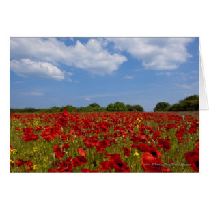 Ein Feld voller roter Blume