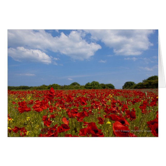 Ein Feld voller roter Blume (Vorderseite (Horizontal))