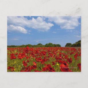 Ein Feld voller roter Blume Postkarte