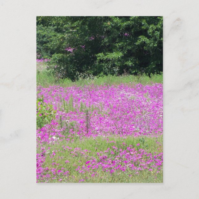 Ein Feld von rosa Frühlingsfrühlingstraßen-Wildblu Postkarte (Vorderseite)