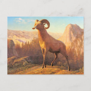 Ein felsiges Bergschaf von A. Bierstadt Postkarte