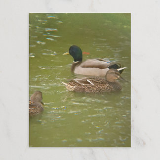 Ein Floß von Enten im Taylor Pond Michigan Postkar Feiertagspostkarte