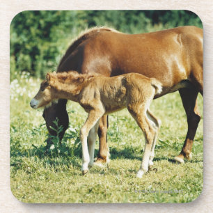 Ein Fohlen und ein Pferd in einer Weide Untersetzer
