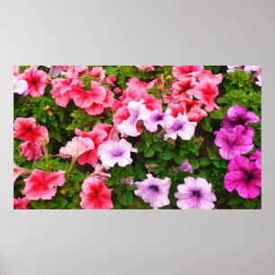Ein Foto der Natur ist eine wunderschöne Petunia-B Poster