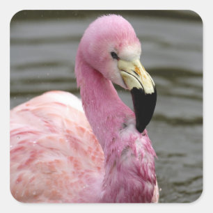 Ein Foto eines Andenflamingos in Gefangenschaft Quadratischer Aufkleber