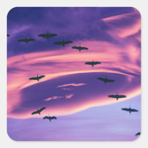 Ein Fotocomposite von Sandhill-Kranichen im Flug Quadratischer Aufkleber