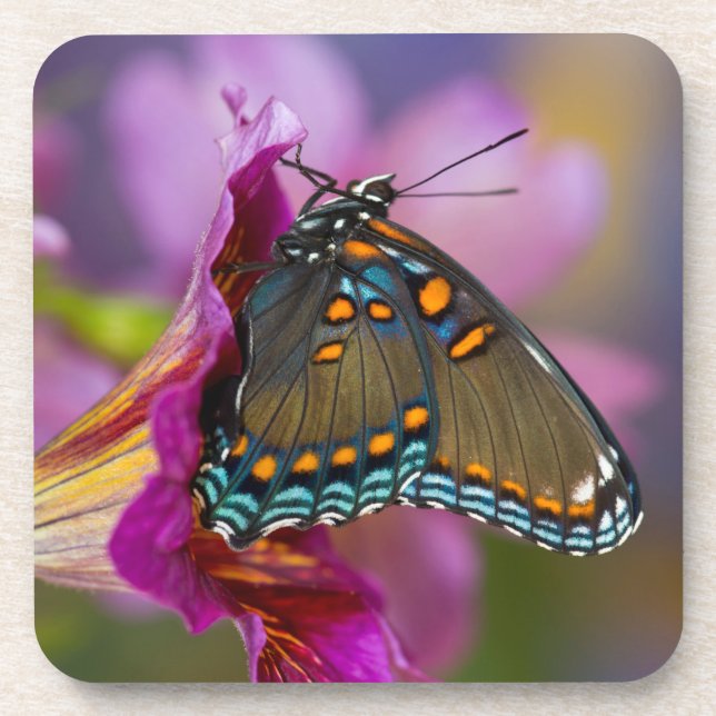 Ein Frack Butterfly Getränkeuntersetzer (Vorderseite)