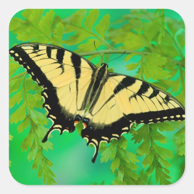 Ein Frack-Schmetterling-Landing Quadratischer Aufkleber (Vorderseite)