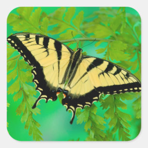 Ein Frack-Schmetterling-Landing Quadratischer Aufkleber