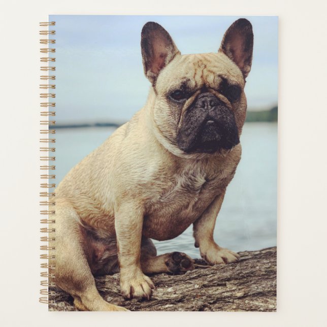 Ein französischer Bulldog Planer (Vorderseite)