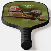 Ein freudliches Paar Zebra Finch Songbirds