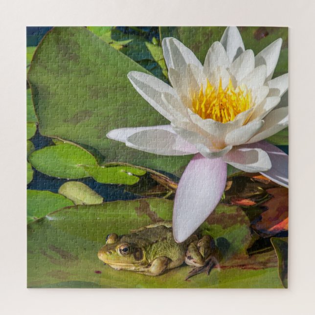 Ein Frosch unter einer Nnuphar-Blüte (Vertikal)