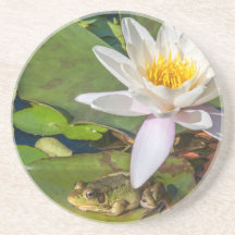 Ein Frosch unter einer Seeroseblume