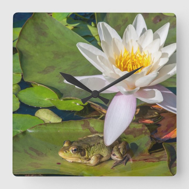 Ein Frosch unter einer Seeroseblume Quadratische Wanduhr (Vorderseite)
