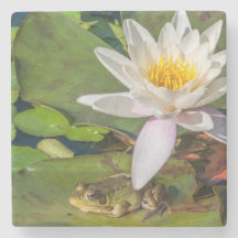Ein Frosch unter einer Seeroseblume