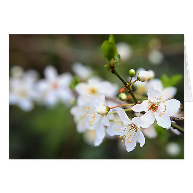 Ein Frühlingsschlag (Vorderseite (Horizontal))