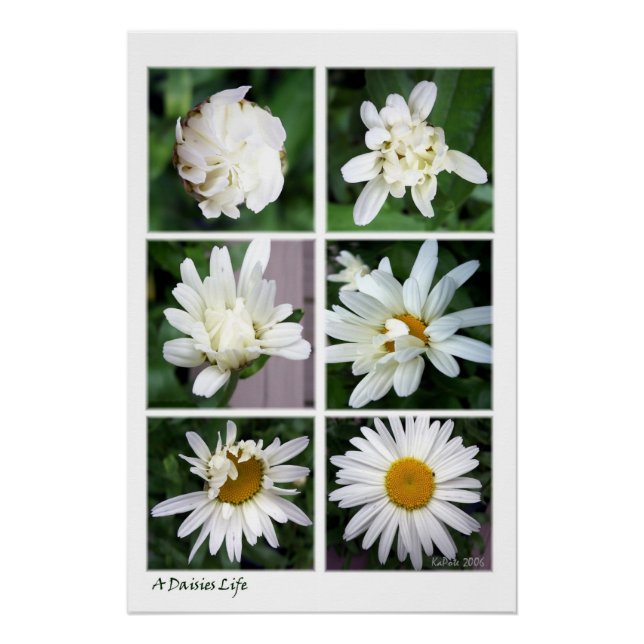 Ein Gänseblümchen-Leben Poster (Vorderseite)