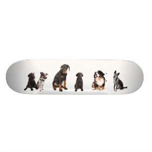 ein ganzes Los Hunde Skateboard