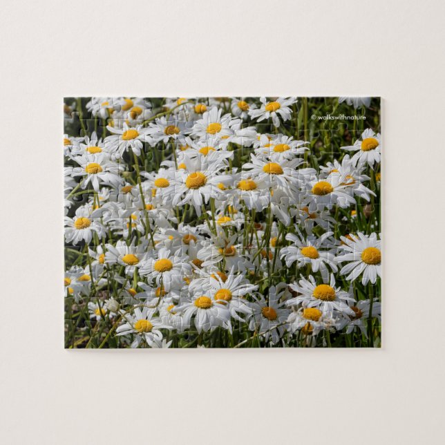 Ein Gebiet der Oxeye Daisies (Horizontal)