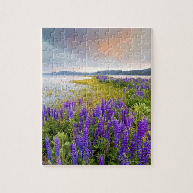 Ein Gebiet von Lupine-Wildblumen an der Nordküste (Vertikal)