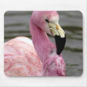 Ein gefangenes Foto eines Anden Flamingo Mousepad