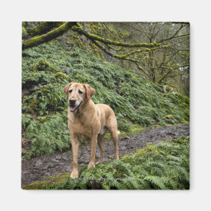 Ein gelber Labrador wartete auf eine Spur für Magnet