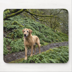 Ein gelber Labrador wartete auf eine Spur für Mousepad