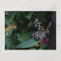 Ein gelber Schmetterling auf rosa Blumen
