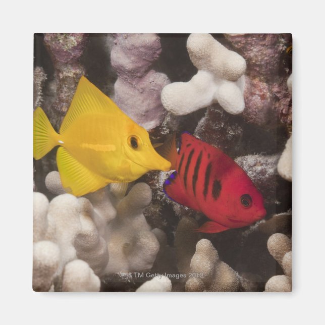 Ein Gelber Tang Magnet (Vorne)