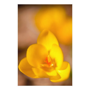 Ein gelbes Krokus blüht in Portsmouth, Neu Fotodruck