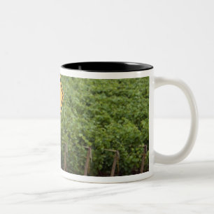 Ein gelbes Schild für vorbeifahrende Traktoren im Zweifarbige Tasse