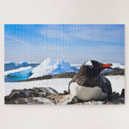 Ein Gentoo Pinguin, der auf den Felsen der Antarkt