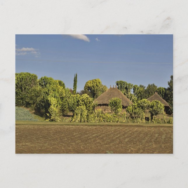 Ein gezüchtetes Feld vor Strohdächern Postkarte (Vorderseite)