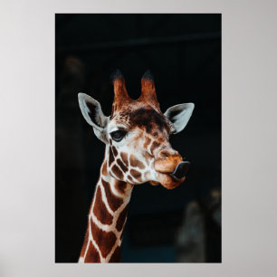 EIN GIRAFFE IN CALGARY ZOO, DER SEINE ZEIT AUSGEGA POSTER