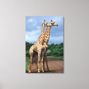 Ein Giraffenpaar auf der Straße, Kruger National Leinwanddruck
