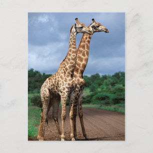 Ein Giraffenpaar auf der Straße, Kruger National Postkarte