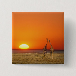Ein Giraffenpaar geht in den Sonnenuntergang, in Button