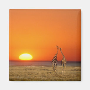 Ein Giraffenpaar geht in den Sonnenuntergang, in Magnet