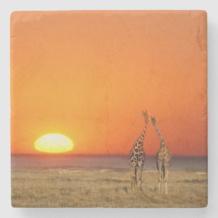 Ein Giraffenpaar geht in den Sonnenuntergang, in Steinuntersetzer