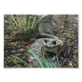 Ein glücklicher Frosch Fotodruck