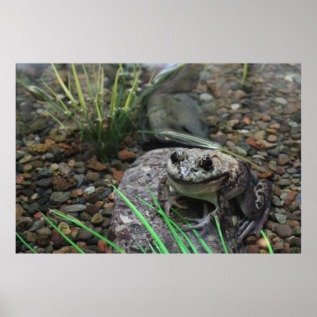 Ein glücklicher Frosch Poster (Vorne)