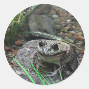 Ein glücklicher Frosch Runder Aufkleber