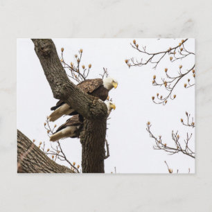Ein glückliches (?) Adlerpaar Postkarte