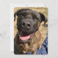Ein glückliches Bull Mastiff Kreuz Dankeschön Kart