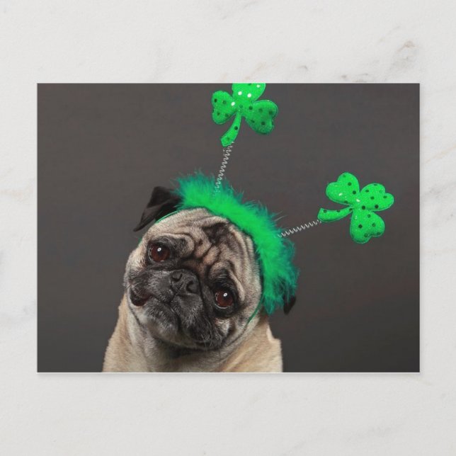 Ein Glückspug Postkarte (Vorderseite)