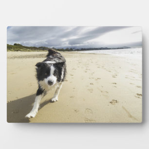 Ein Grenzhund, der auf dem Strand läuft Fotoplatte