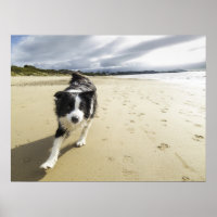 Ein Grenzhund, der auf dem Strand läuft