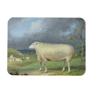 Ein Grenzleicester-Mutterschaf (Öl auf Leinwand) Magnet