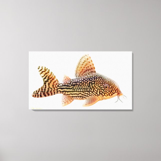 Ein großer Korydoras-Fisch, der in den Katzenhaine Leinwanddruck (Vorderseite)